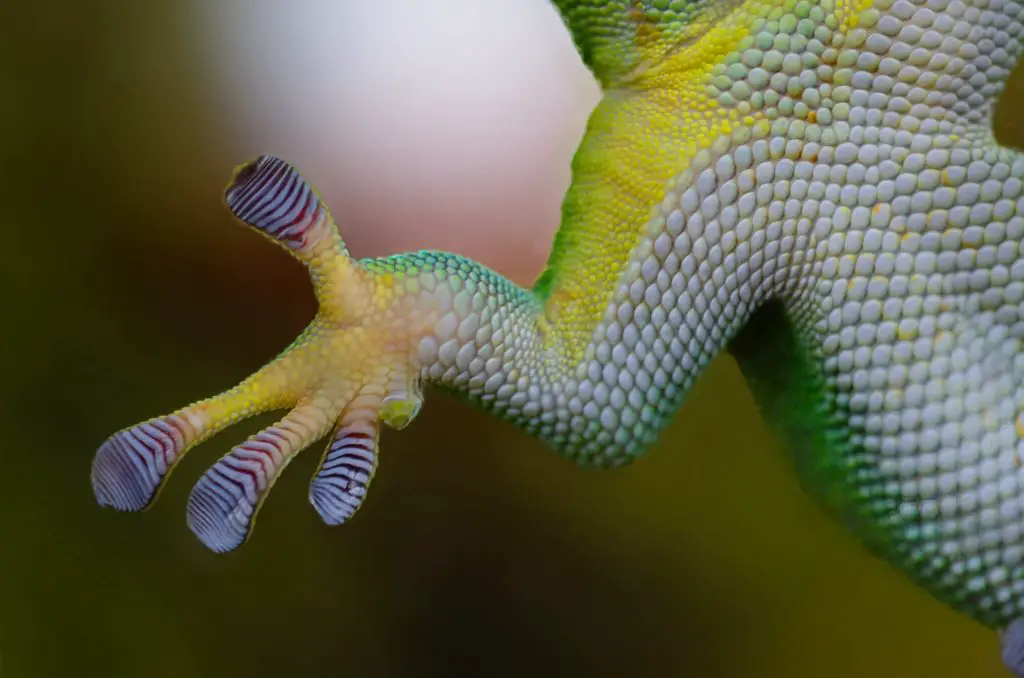 Gecko feet with toe pads