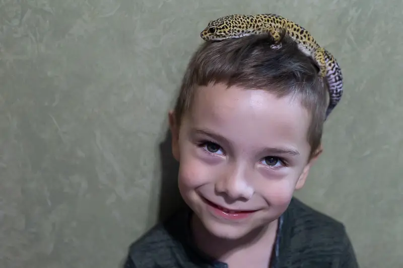 Child with leopard gecko on his head