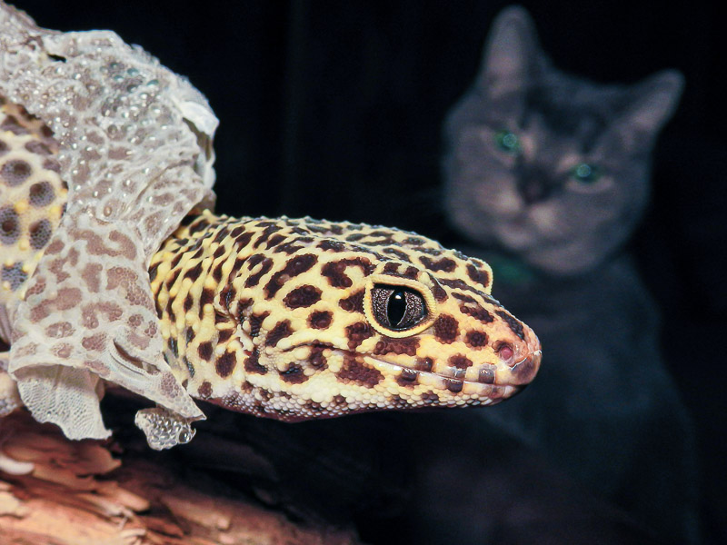 Cat photobombing a leopard gecko