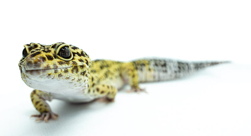 Common Leopard Gecko Questions: New Owner Leopard Gecko Guide