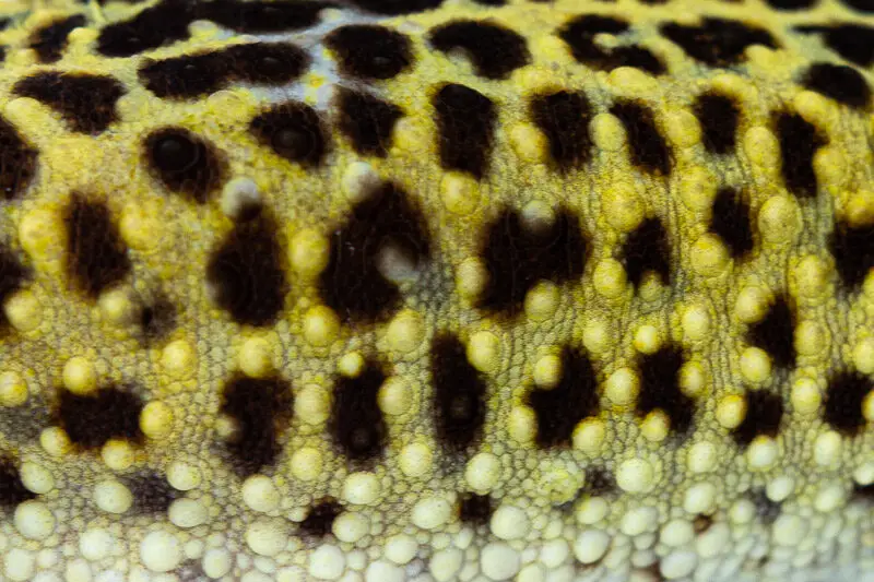 Leopard Gecko Skin Close Up