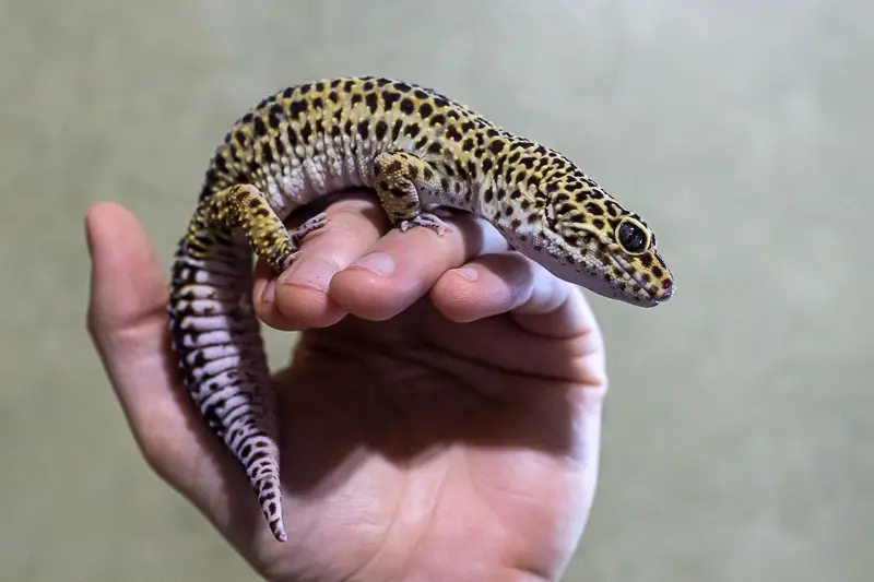 Holding a tame leopard gecko