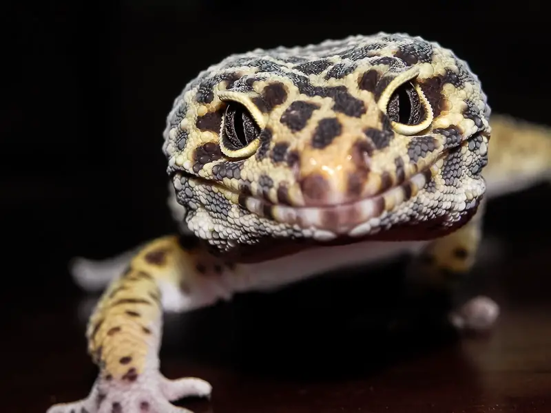 Leopard Gecko Close Up