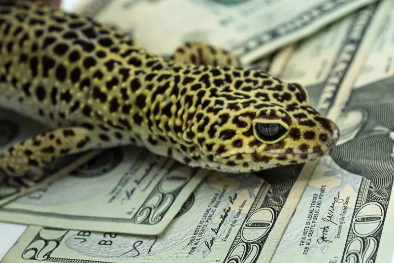 Leopard Gecko Cost and Dollar Bills