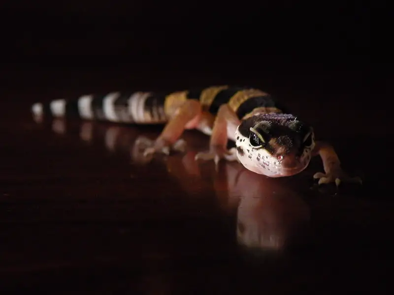 Leopard Gecko Hatchling