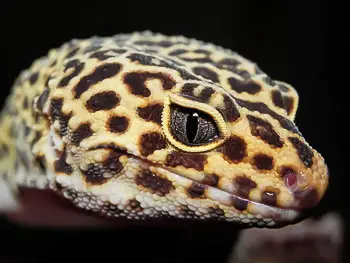 Leopard Gecko Head