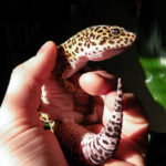 Leopard Gecko Tails: 5 Interesting Facts