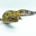 Leopard Gecko Information | Facts | Stats |