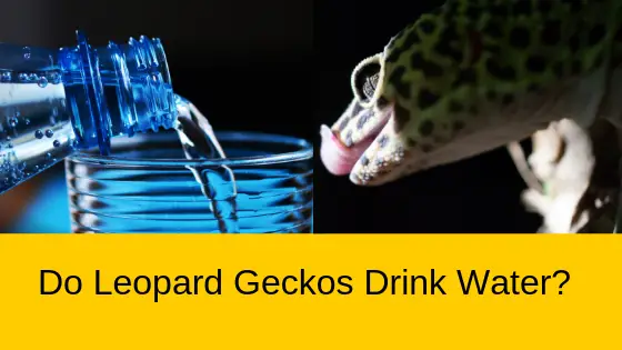 Leopard Geckos Drink Water