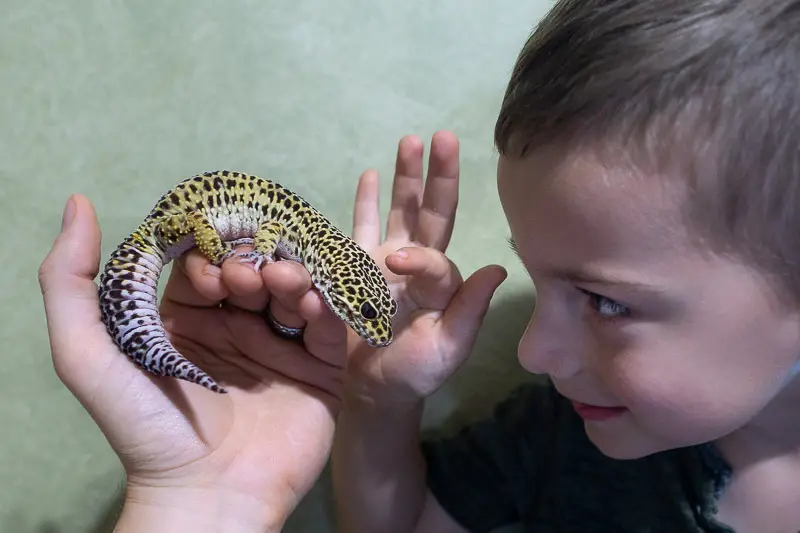 Young Child Petting Leopard Gecko