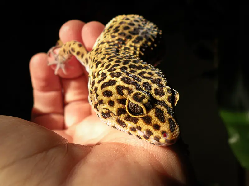 Leopard Gecko Handling