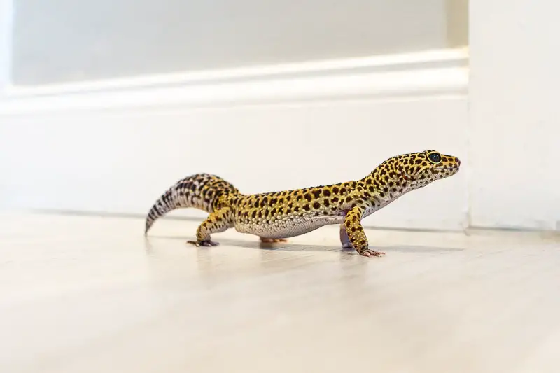 Leopard Gecko on the Loose