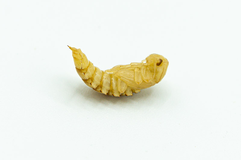 Mealworm Life Cycle - Pupa