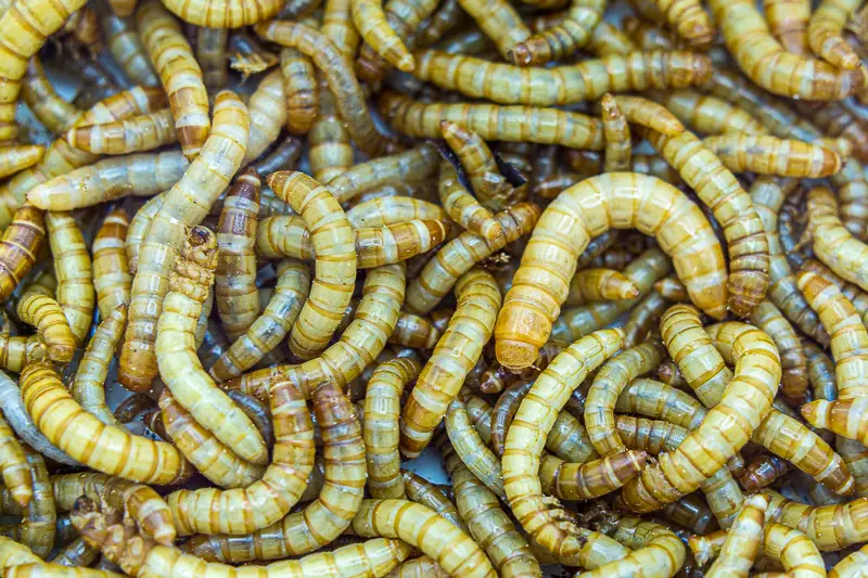 Mealworms for Leopard Gecko Feeding