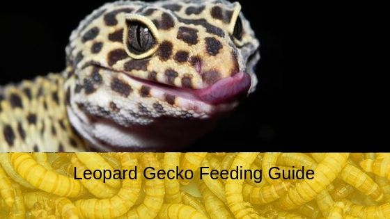 Leopard Gecko Feeding Guide
