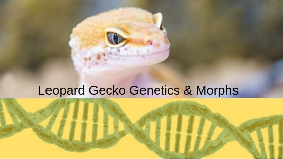 Leopard Gecko Morphs and Genetics