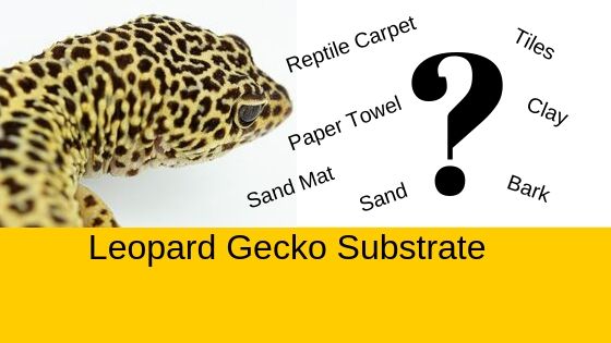 leopard gecko bedding and substrate options