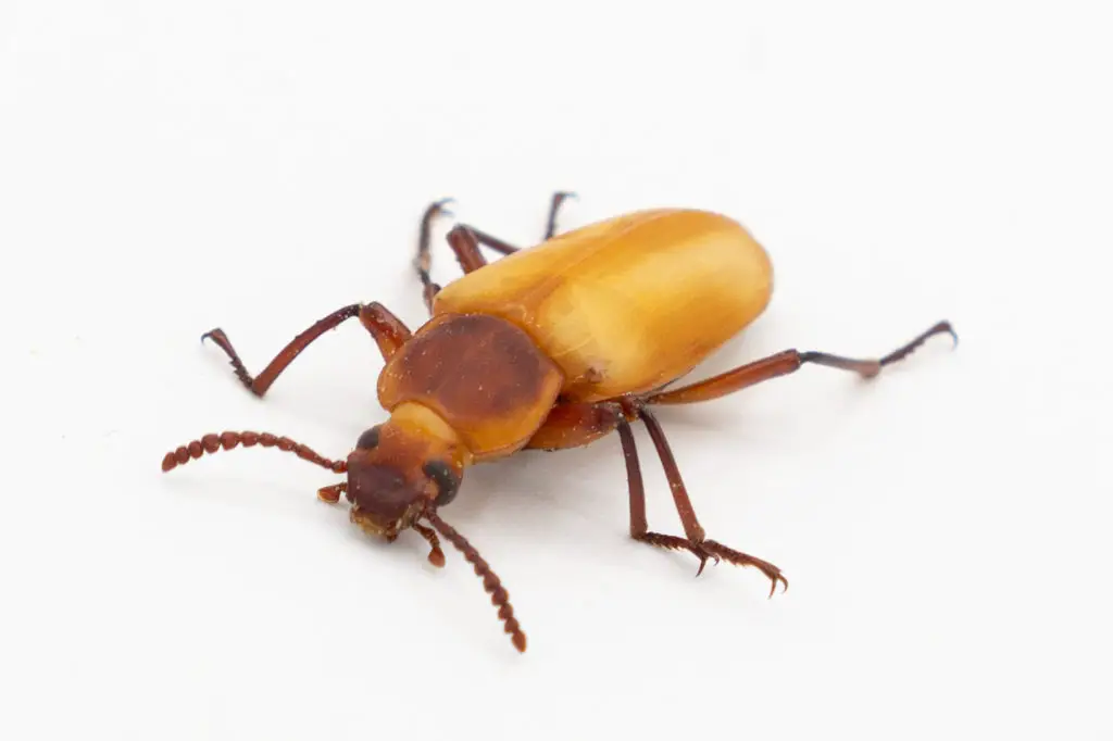 Brown superworm beetle after moulting - Zophobas morio