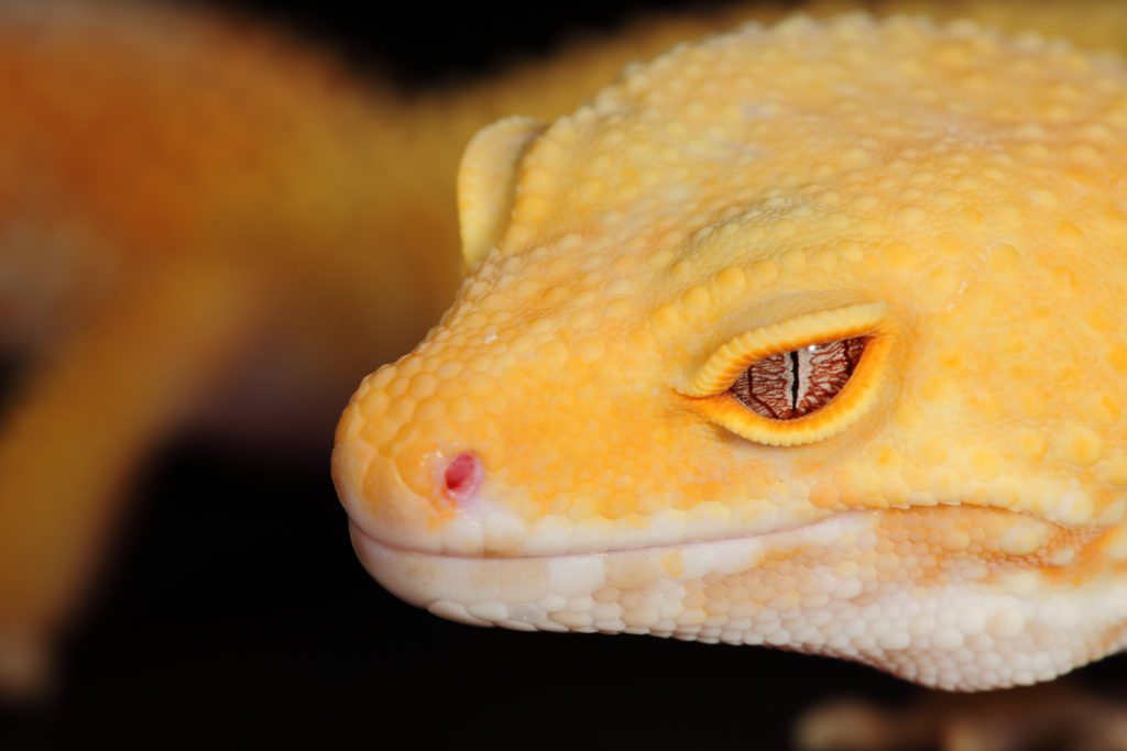 leopard gecko morph eye close up