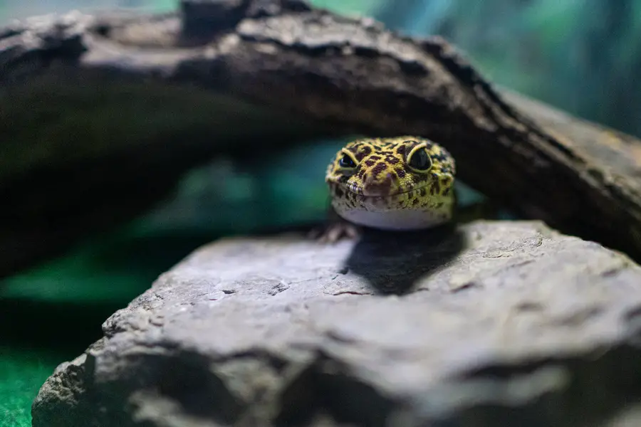 Leopard Gecko in habitat