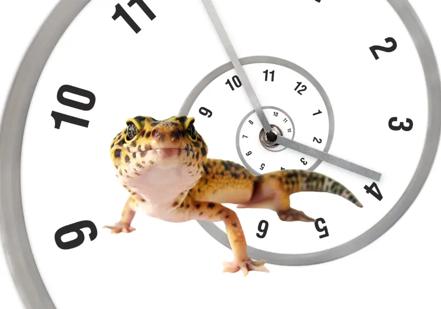 Leopard Gecko Time