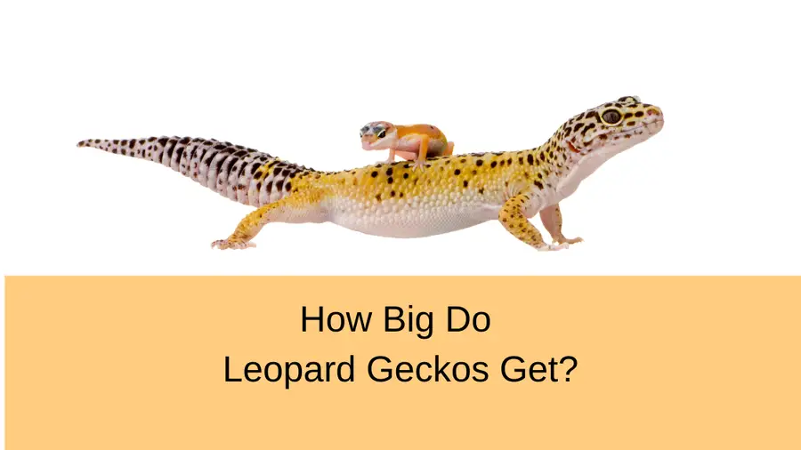 How big does a leopard gecko get?
