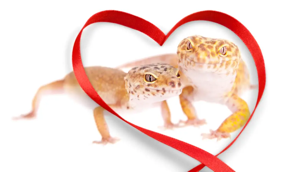 Leopard Gecko Breeding Guide (leopard gecko breeding made easy ...