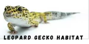 Leopard Gecko Habitat