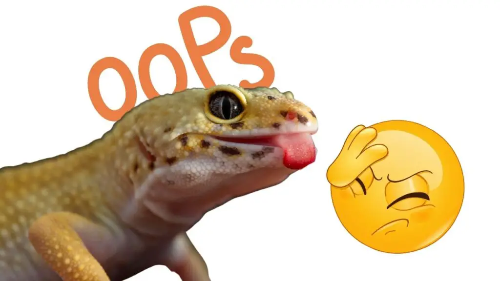 Common Mistakes Leopard Gecko Owners Make