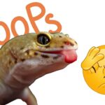 Common Mistakes New Leopard Gecko Owners Make