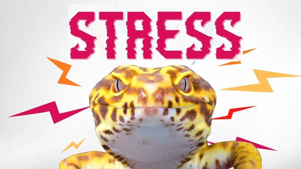 Leopard Gecko Stress