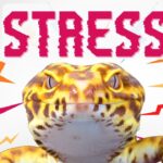 Leopard Gecko Stress Signs, Causes of Stress, How to Avoid Stress