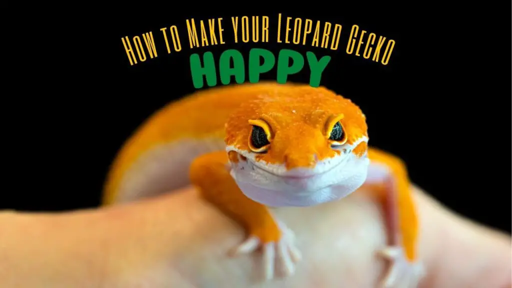 How to make your leopard gecko happy