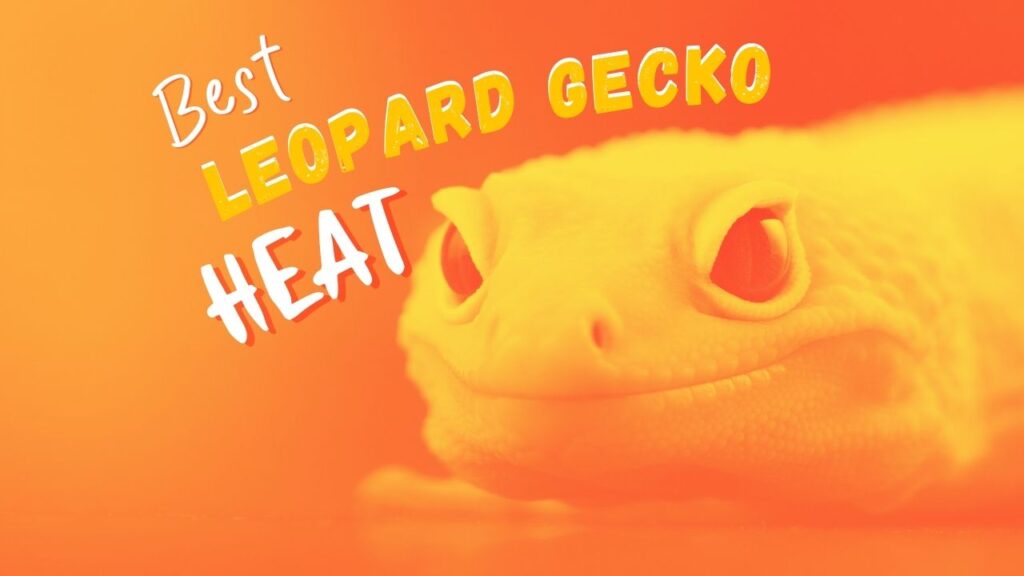 Leopard Gecko Heat Sources