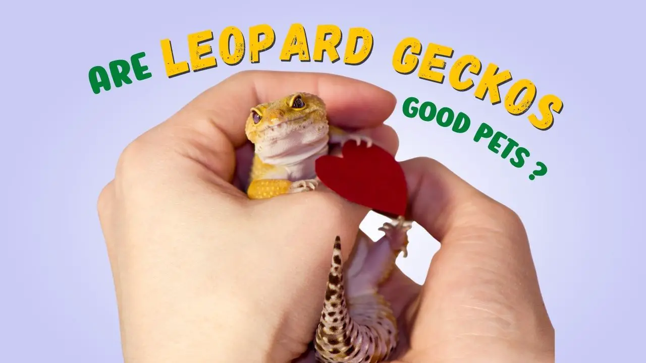 Are Leopard Geckos Good Pets