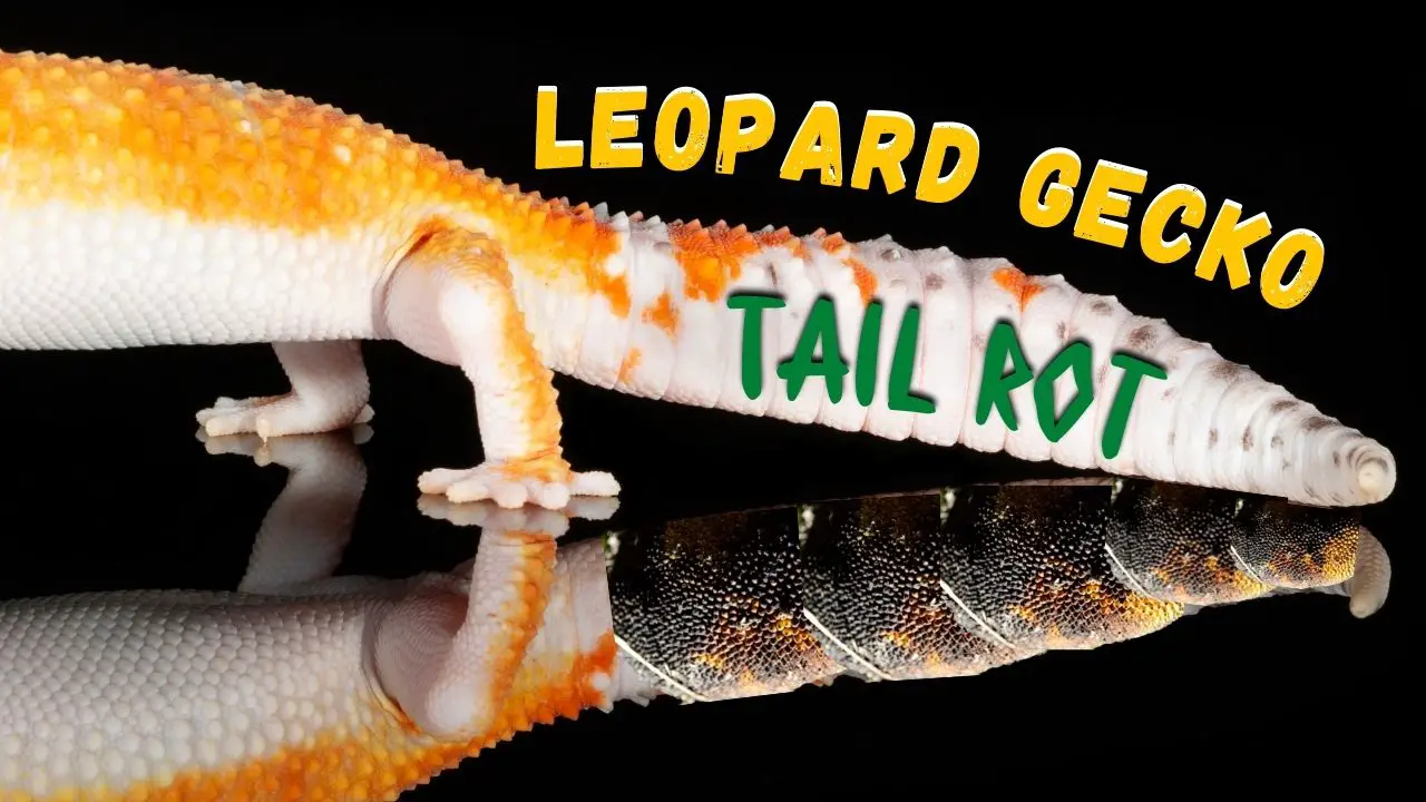 Leopard Gecko Tail Rot