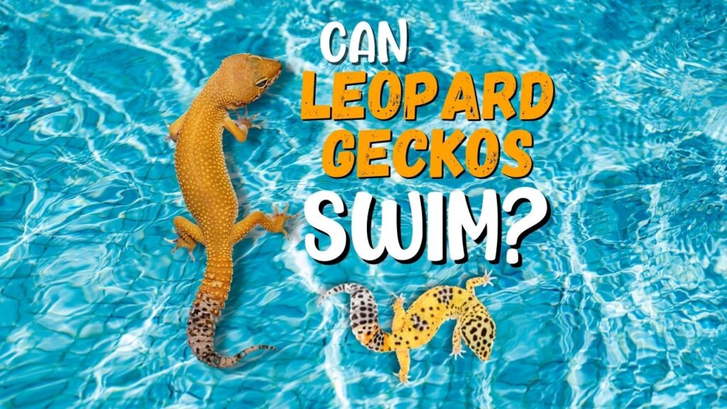 Can Leopard Geckos Swim?