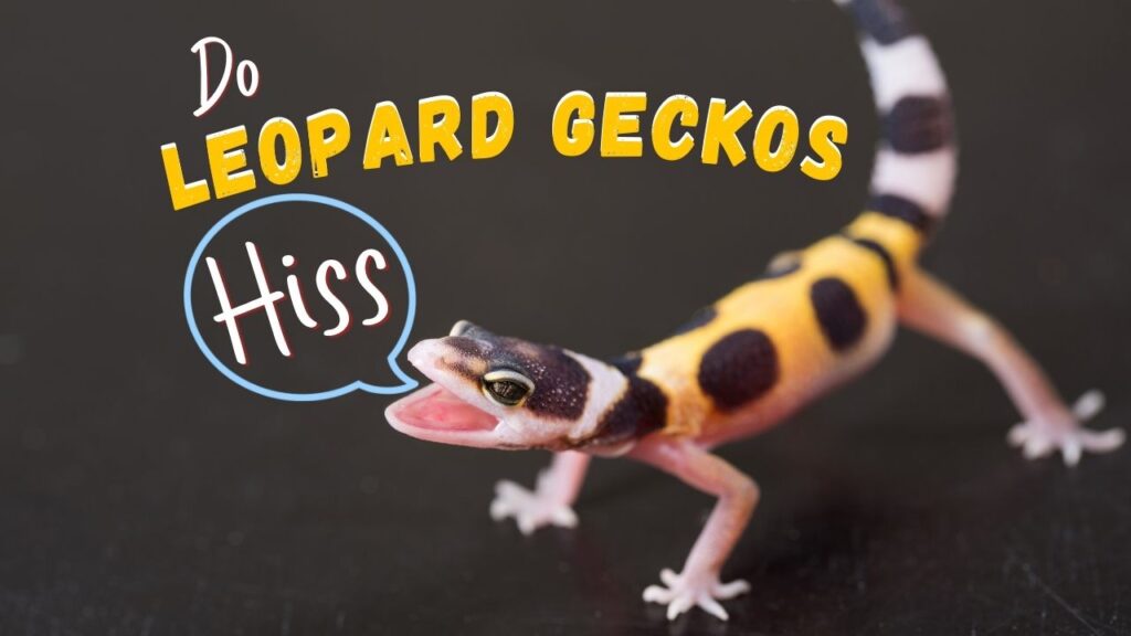 Do Leopard Geckos Hiss?