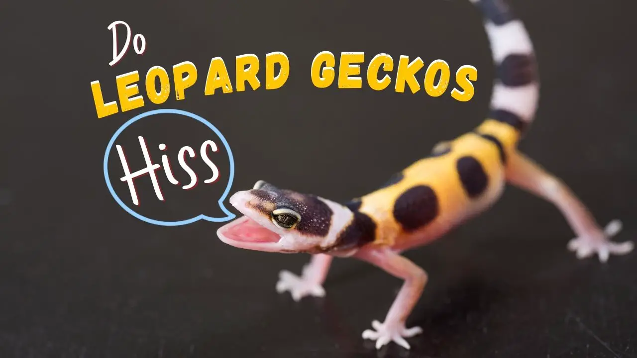 Do Leopard Geckos Hiss?