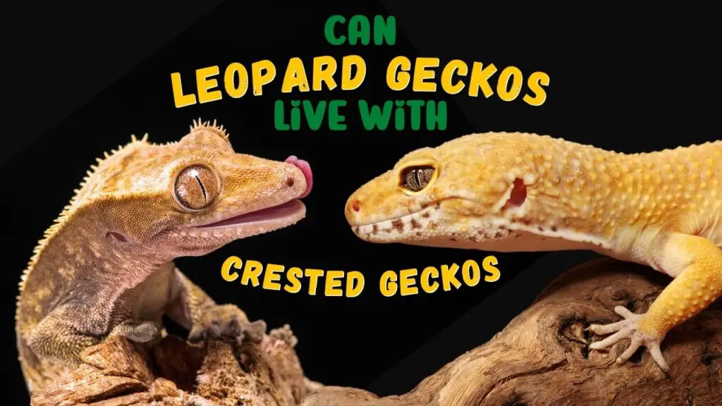 Can Crested Geckos and Leopard Geckos Live Together? – Leopard Gecko