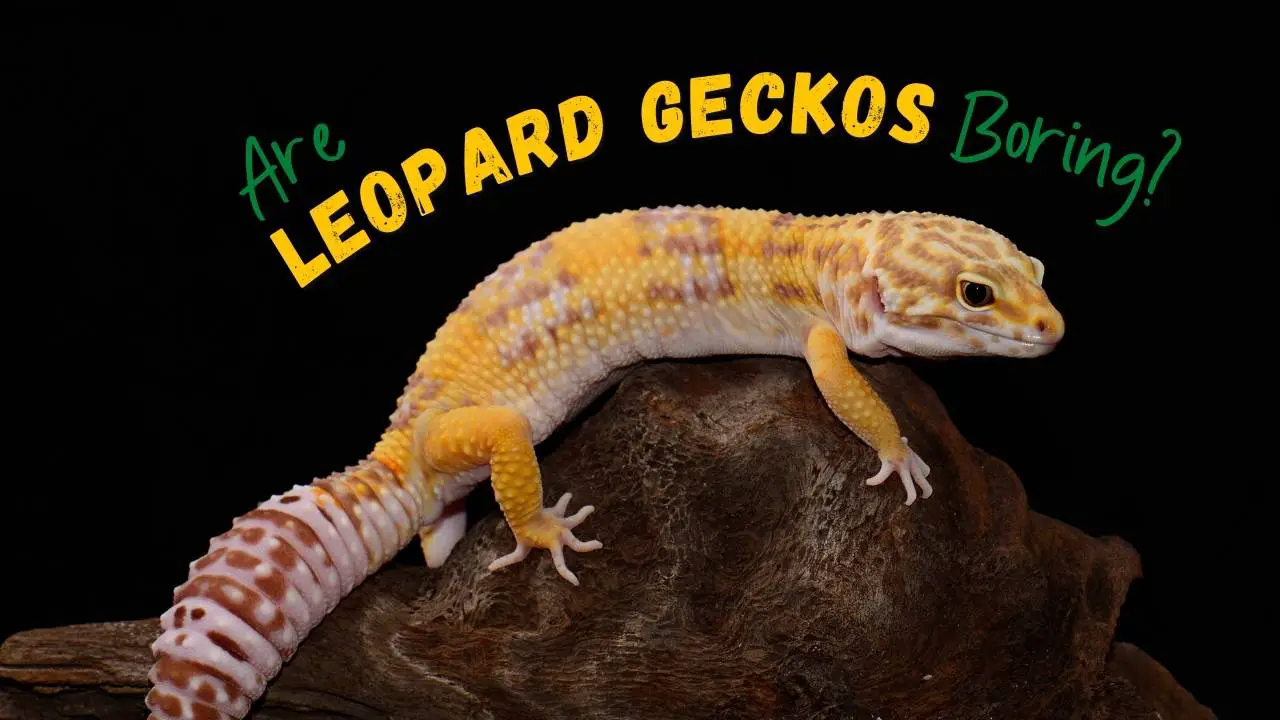 Are Leopard Geckos Boring