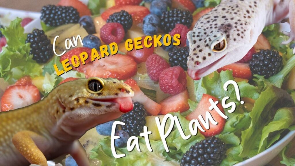 Can Leopard Geckos Eat Fruits and Vegetables