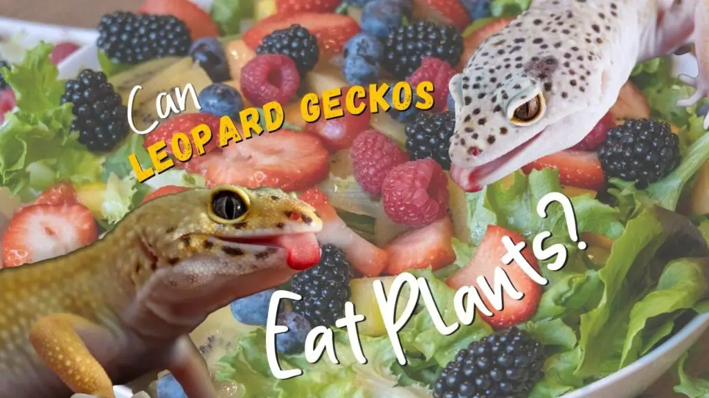 Can Leopard Geckos Eat Fruits and Vegetables