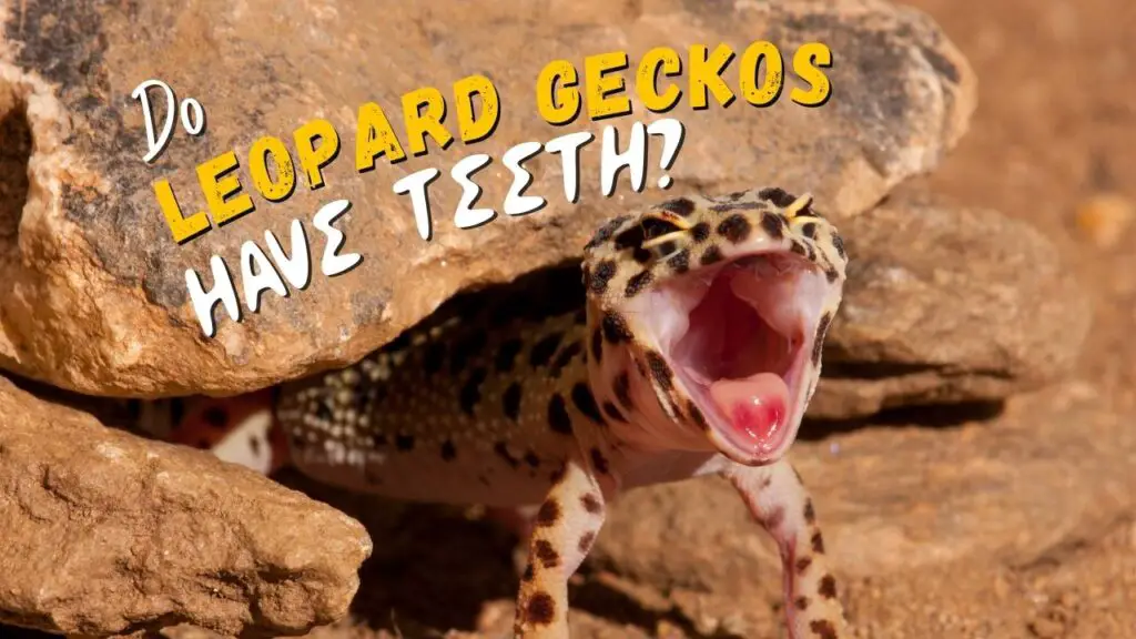 Do Leopard Geckos Have Teeth