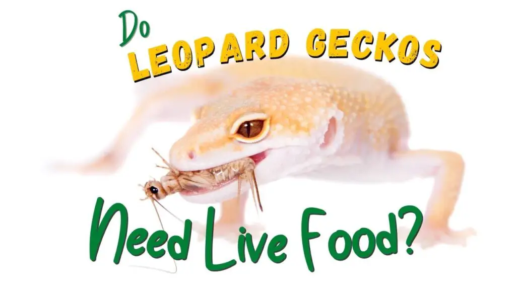Do Leopard Geckos Need Live Food