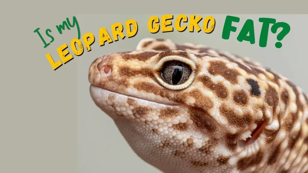 Is my Leopard Gecko Fat