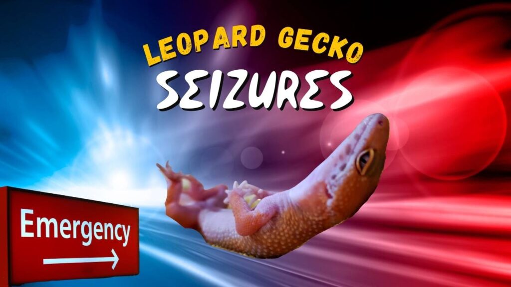 Leopard Gecko Seizures