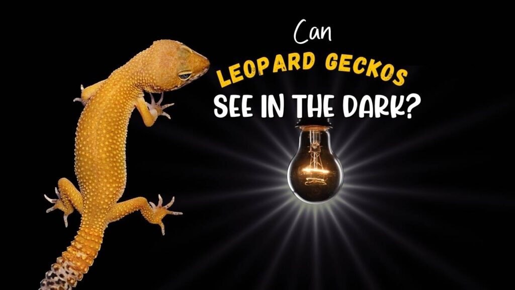 Can Leopard Geckos See in the Dark?