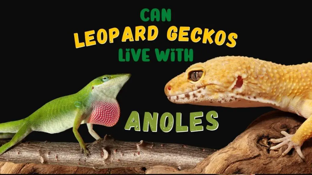 Can Leopard Geckos live with Anoles
