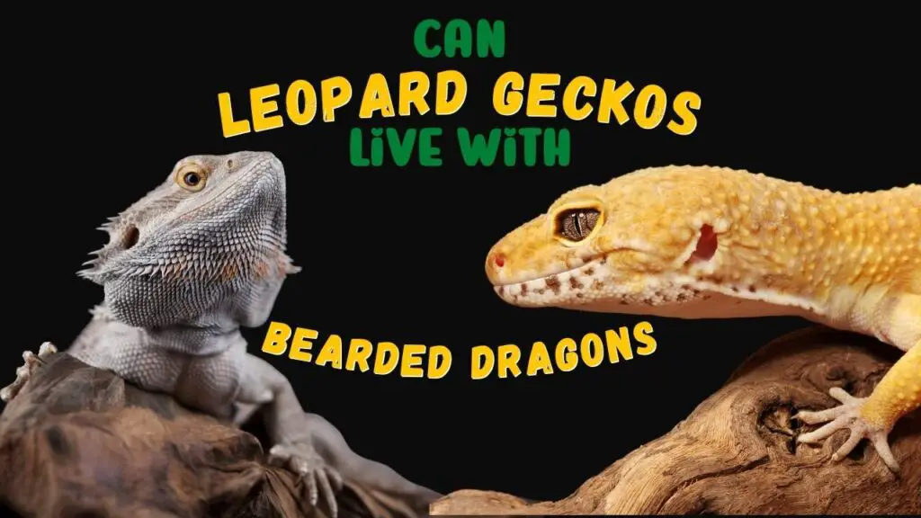 Can Leopard Geckos live with Bearded Dragons